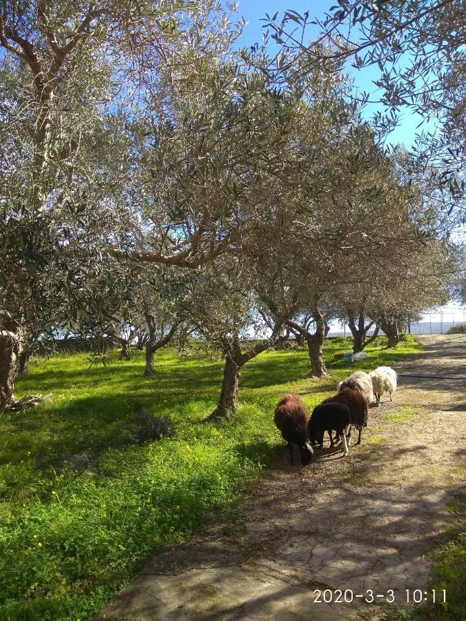 Apartmán Ktima Tzamika Episkopi-Chania Exteriér fotografie