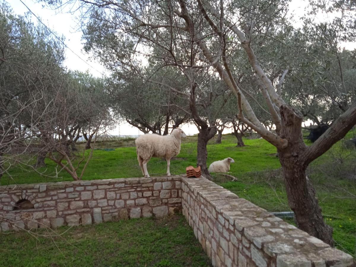 Apartmán Ktima Tzamika Episkopi-Chania Exteriér fotografie